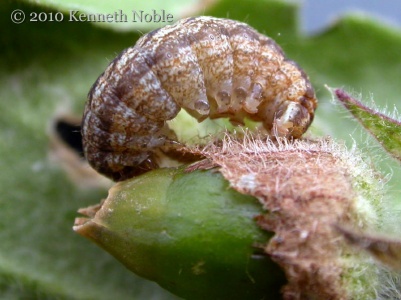 lychnis (Hadena bicruris) larva (probable), Kenneth Noble